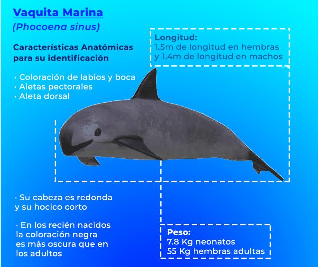 Cómo es la vaquita marina, uno de los animales que tiene riesgo de ...