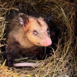 La zarigüeya ‘canguro’, historia de un marsupial resiliente que ahora ayuda a otros de su especie