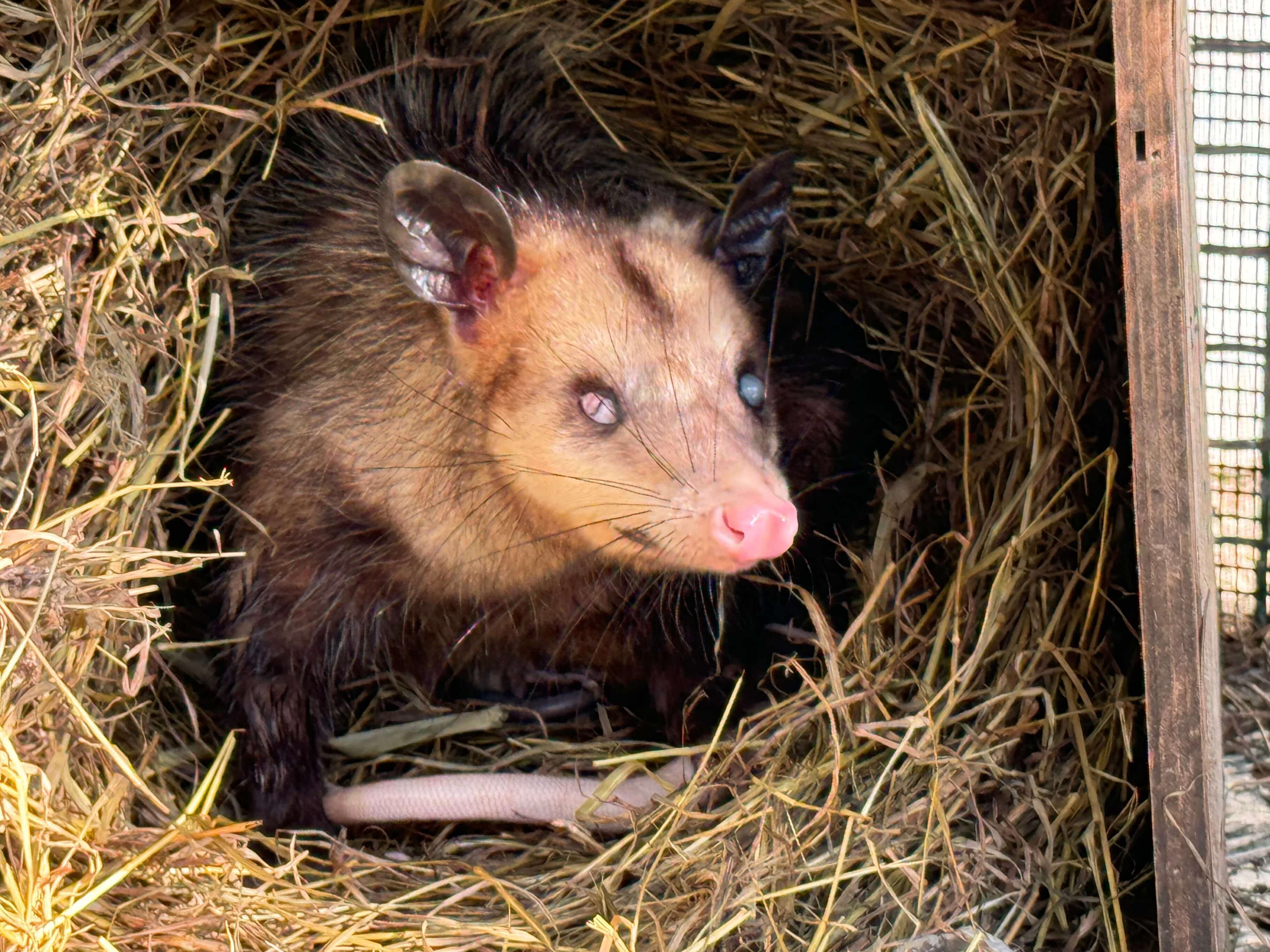 La zarigüeya ‘canguro’, historia de un marsupial resiliente que ahora ayuda a otros de su especie