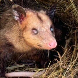 La zarigüeya ‘canguro’, historia de un marsupial resiliente que ahora ayuda a otros de su especie