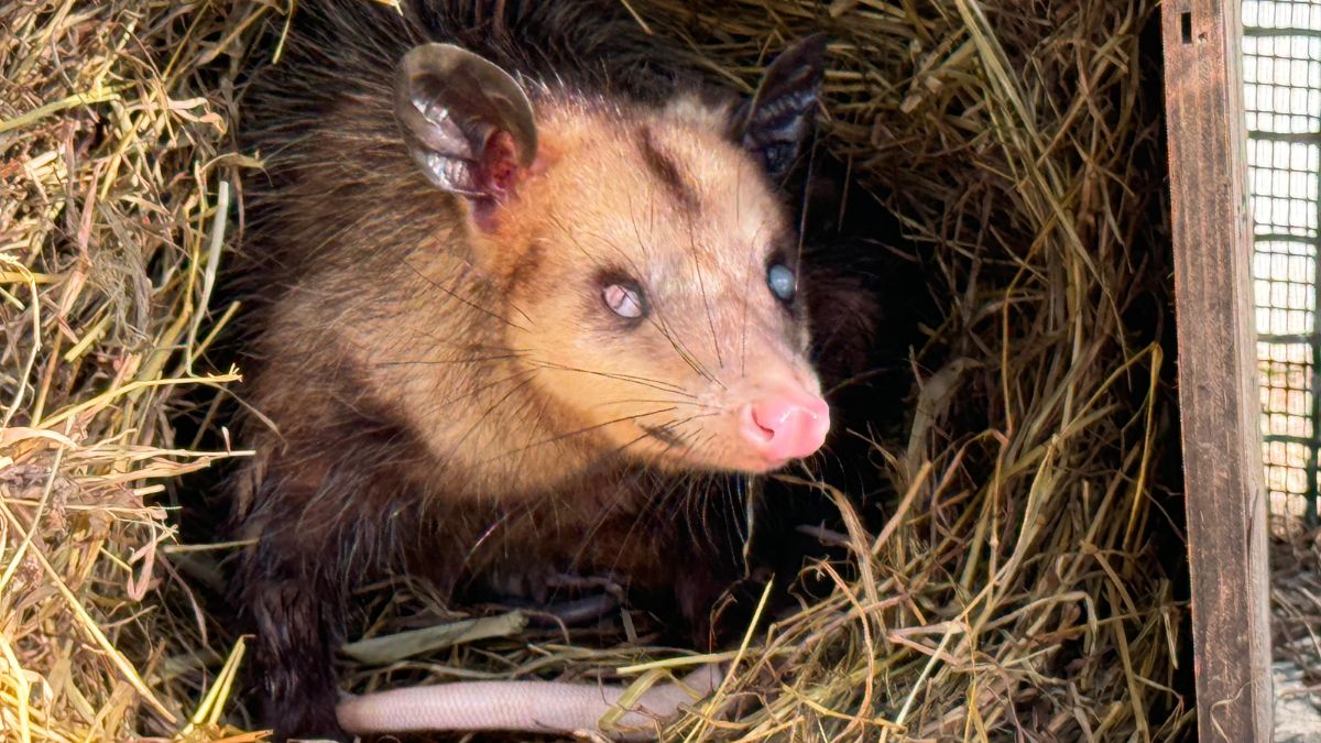 La zarigüeya ‘canguro’, historia de un marsupial resiliente que ahora ayuda a otros de su especie