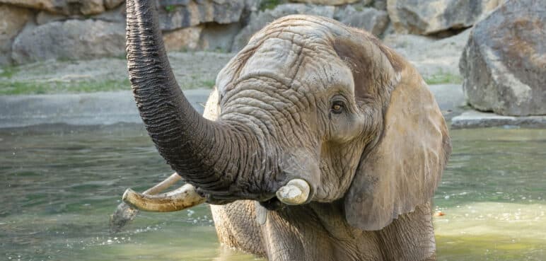 Primer embarazo de una elefanta en el Zoológico de Viena en 21 años