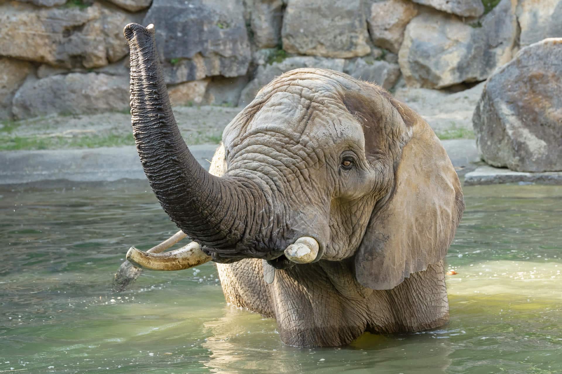 Primer embarazo de una elefanta en el Zoológico de Viena en 21 años