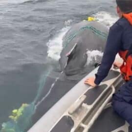 Liberan ballena atrapada en una malla de pesca en el océano Pacífico