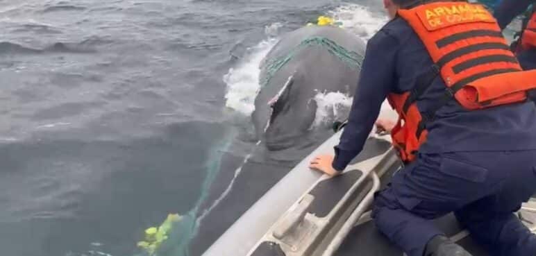 Liberan ballena atrapada en una malla de pesca en el océano Pacífico