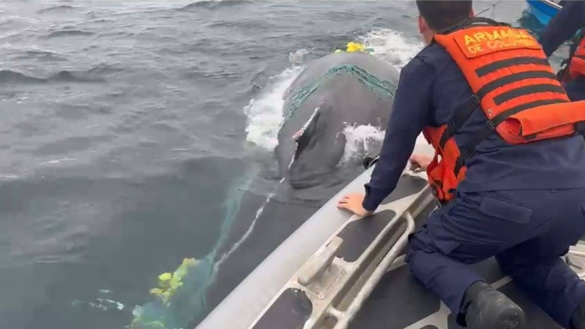 Liberan ballena atrapada en una malla de pesca en el océano Pacífico