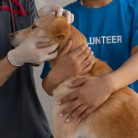 Conozca las enfermedades más frecuentes que su mascota podría sufrir