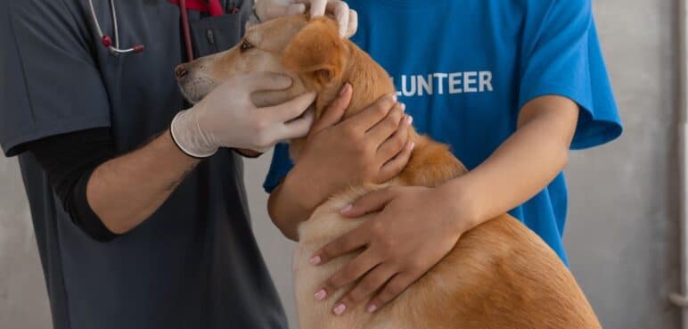 Conozca las enfermedades más frecuentes que su mascota podría sufrir