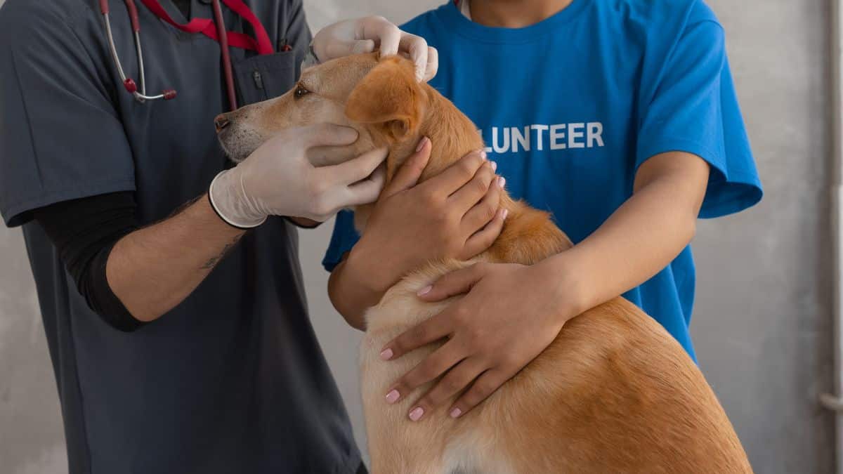 Conozca las enfermedades más frecuentes que su mascota podría sufrir