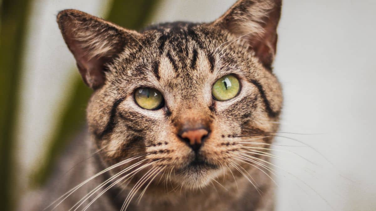 La historia de un gato perdido que caminó miles de kilómetros; fue hallado tras varios meses