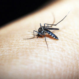 Prevención contra el dengue: ¿Qué debe saber sobre esta enfermedad?