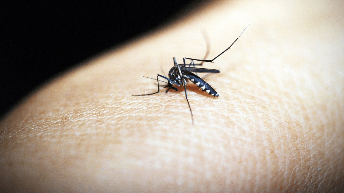 Virus como el dengue poseen un "GPS" interno para propagarse, según estudio