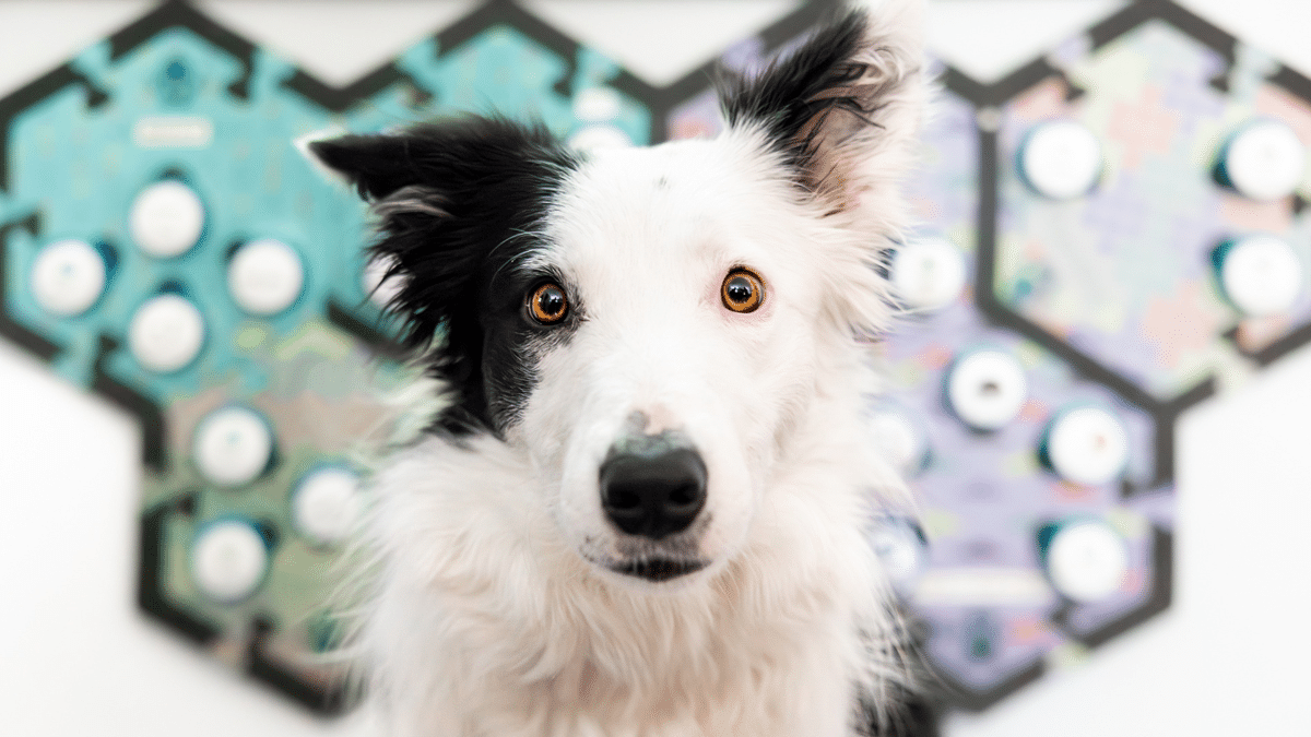 ¿Los perros entienden palabras aunque no las pronuncien sus dueños? Esto dicen los estudios