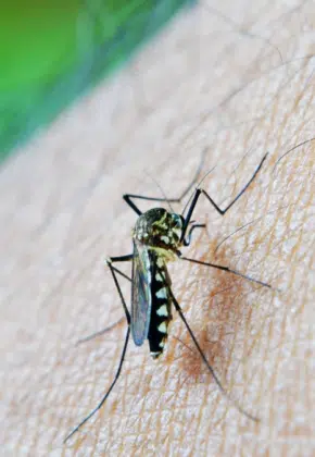 Avanza piloto de control del dengue en el Valle del Cauca: Este es el proceso