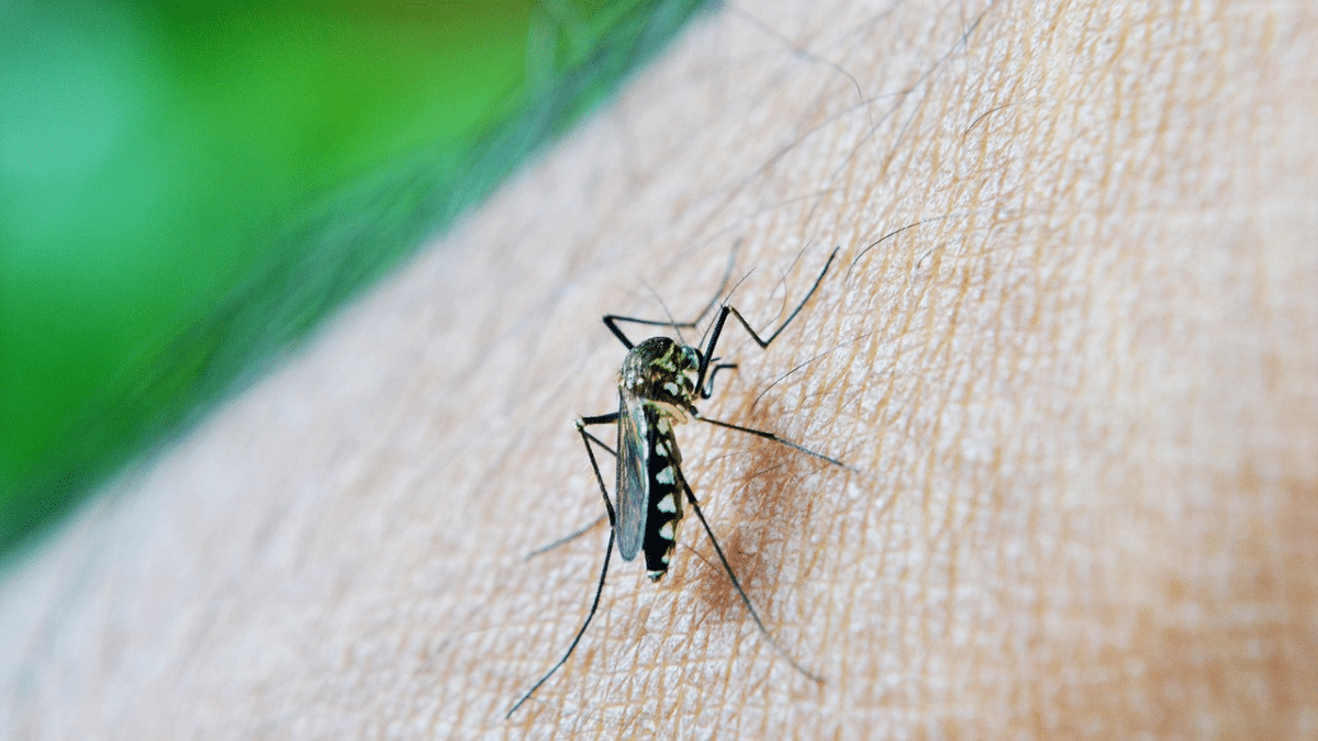 Jornadas de fumigación contra el dengue en Cali: Conozca la programación para esta semana