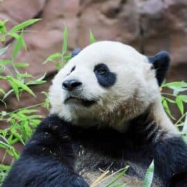 Dos pandas gigantes de China llegan a los Estados Unidos: ¿Cuál es la razón?