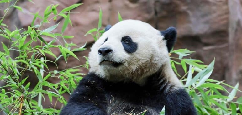 Dos pandas gigantes de China llegan a los Estados Unidos: ¿Cuál es la razón?