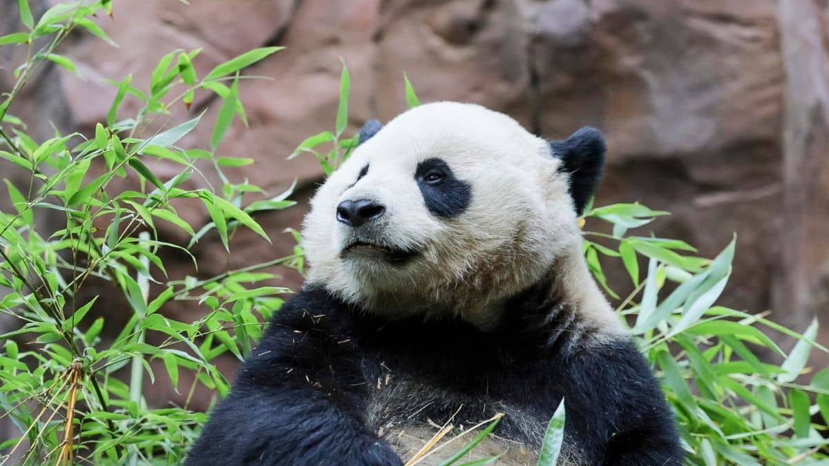 Dos pandas gigantes de China llegan a los Estados Unidos: ¿Cuál es la razón?