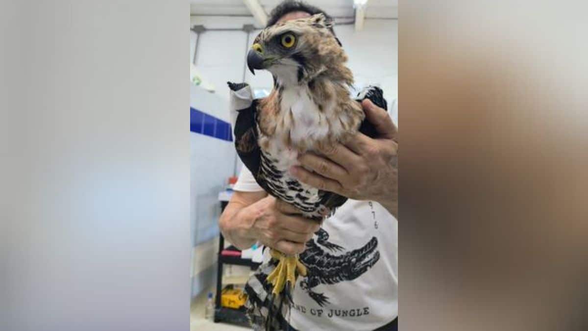 Águila coronada afectada por perdigones fue rescatada en el parque El Ingenio