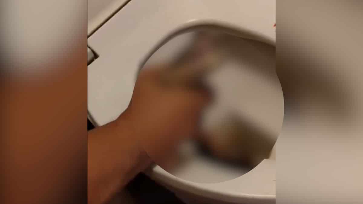 De terror: Un hombre fue mordido por una serpiente mientras usaba el inodoro