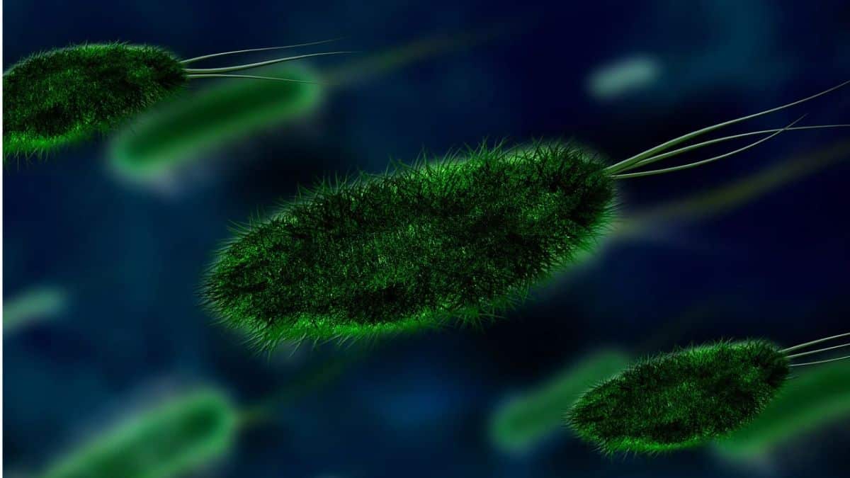 bacteria