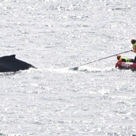 Ballena jorobada fue rescatada tras tener un encuentro desafortunado con una red de pesca