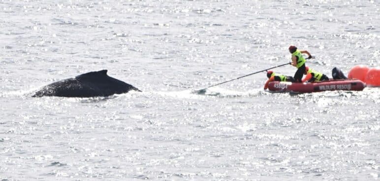 Ballena jorobada fue rescatada tras tener un encuentro desafortunado con una red de pesca