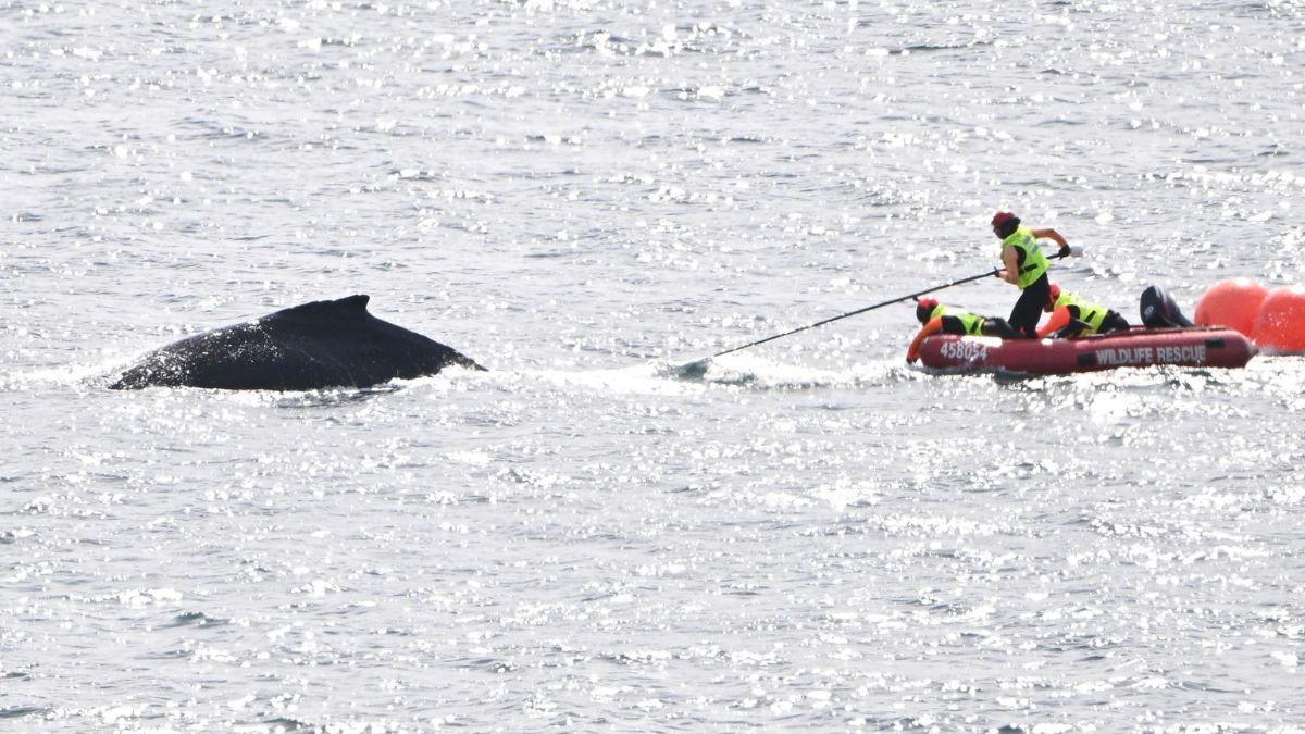 Ballena jorobada fue rescatada en el océano Pacífico tras quedar enredada en una malla de pesca