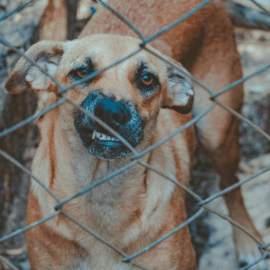 Adiestramiento canino: Esto es lo que debería saber para prevenir los ataques de perro