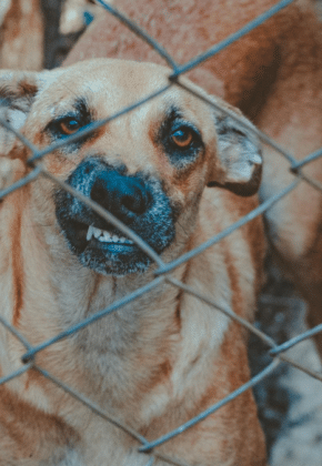 Adiestramiento canino: Esto es lo que debería saber para prevenir los ataques de perro