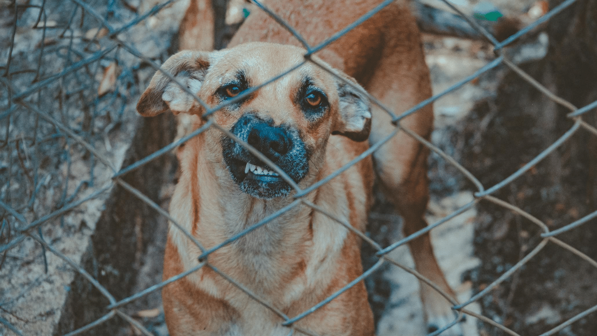 Adiestramiento canino: Esto es lo que debería saber para prevenir los ataques de perro