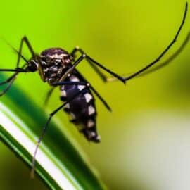 Conozca la programación de fumigación contra el dengue en Cali