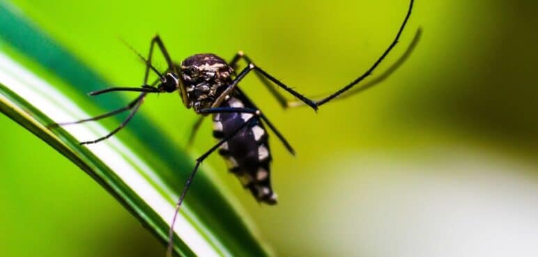 ¿Qué zonas son de alto riesgo o están en alerta por fiebre amarilla en Colombia?