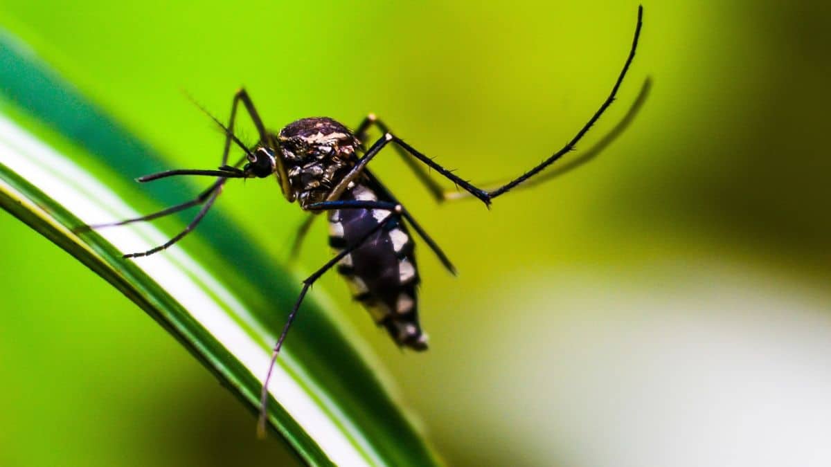 ¿Qué zonas son de alto riesgo o están en alerta por fiebre amarilla en Colombia?