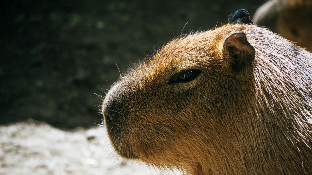 Imágenes: así fue el tierno rescate de una cría de marmosa en Buga, Valle