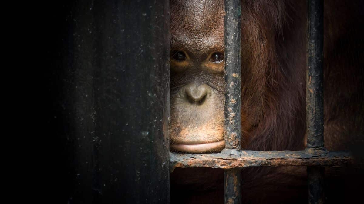 ¿Cali, capital del tráfico animal? Este es el triste panorama de esta práctica delictiva en la ciudad