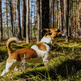 Protege a tu mascota del calor extremo: Consejos clave para mantenerlos sanos