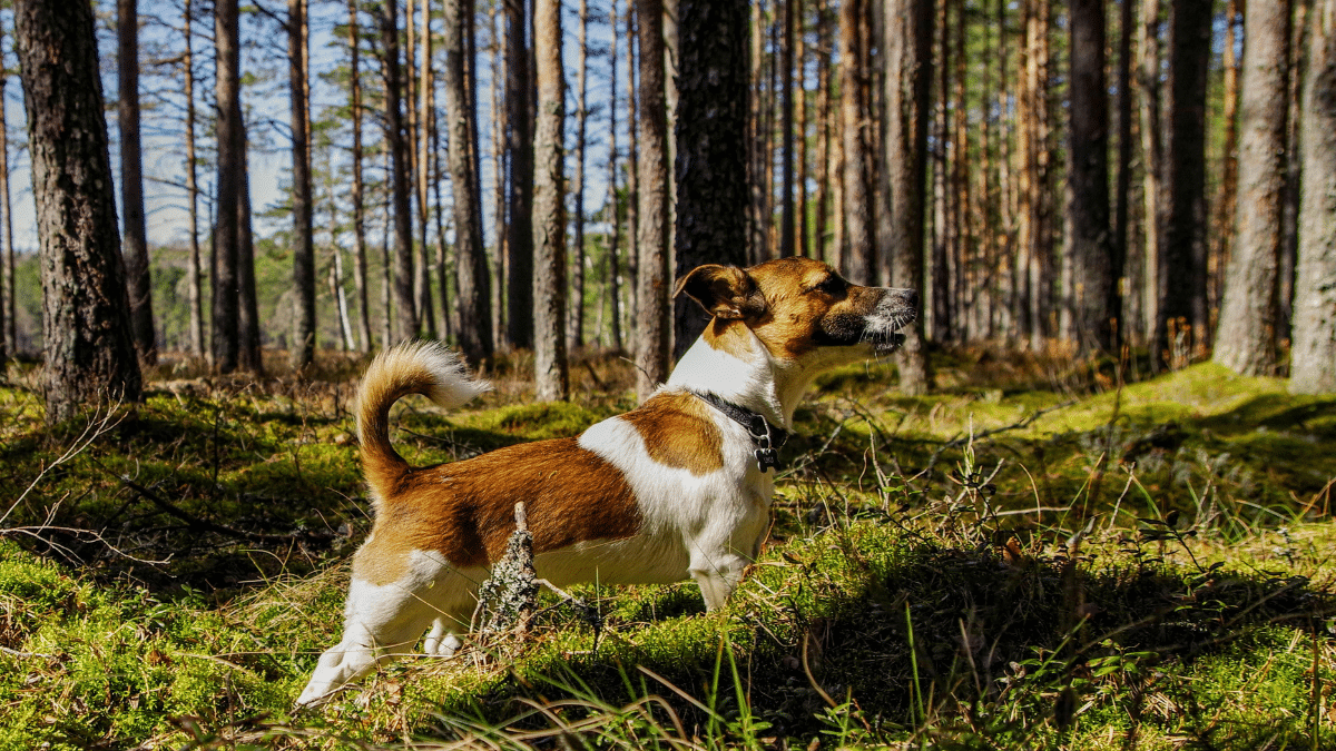 Protege a tu mascota del calor extremo: Consejos clave para mantenerlos sanos