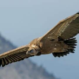 ¿Por qué Cali es un lugar especial para el avistamiento de aves?