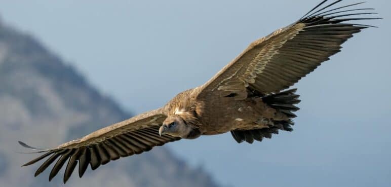 ¿Por qué Cali es un lugar especial para el avistamiento de aves?