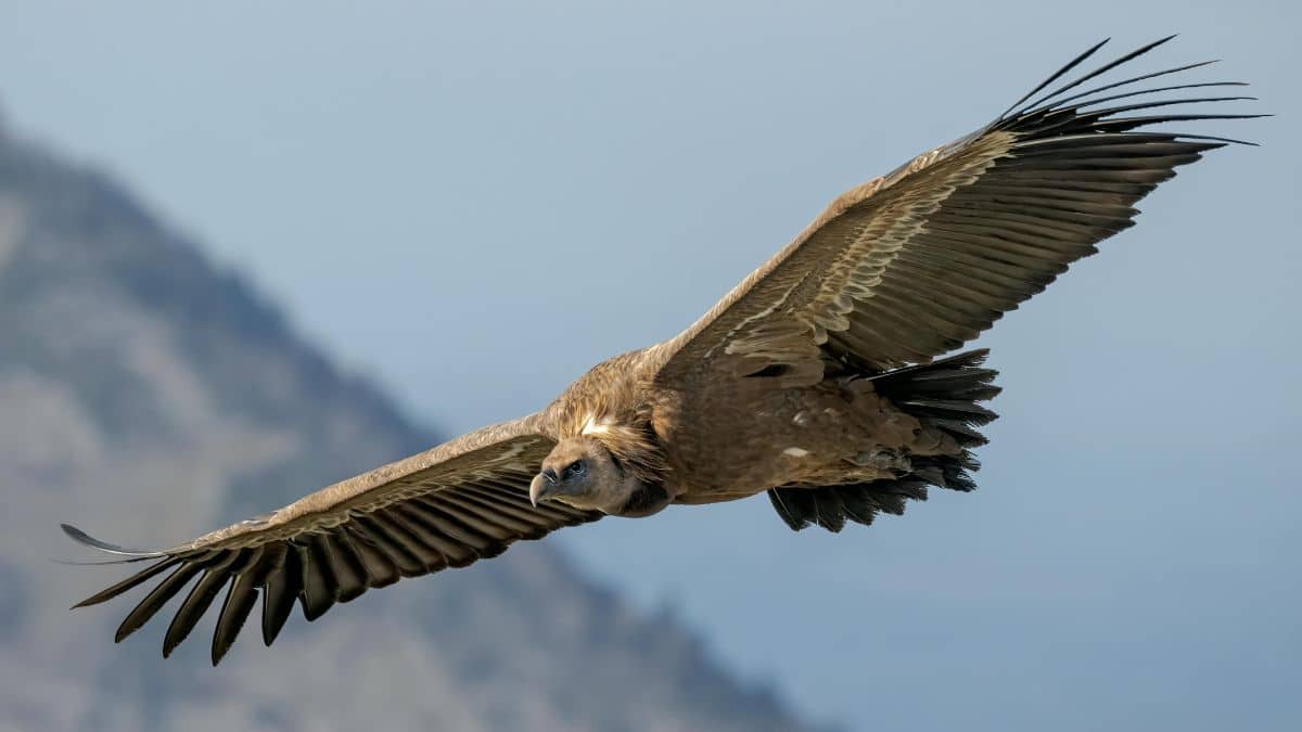 ¿Por qué Cali es un lugar especial para el avistamiento de aves?