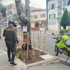 Habrían intentado envenenar un árbol de guayacán en Cali: autoridades fortalecen medidas