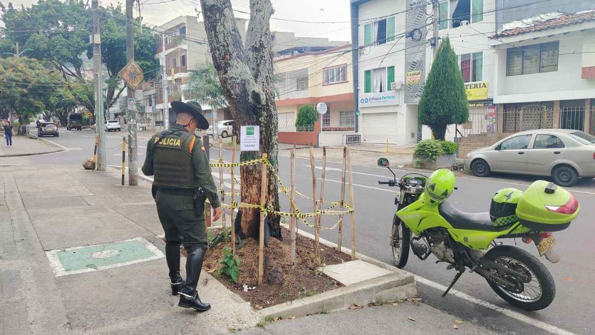 Habrían intentado envenenar un árbol de guayacán en Cali: autoridades fortalecen medidas