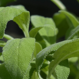 Una planta ayudaría al manejo de la diabetes y pérdida de memoria, según estudios