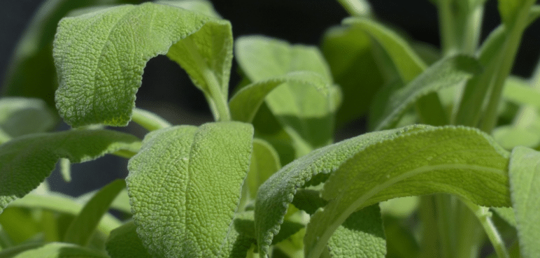 Una planta ayudaría al manejo de la diabetes y pérdida de memoria, según estudios