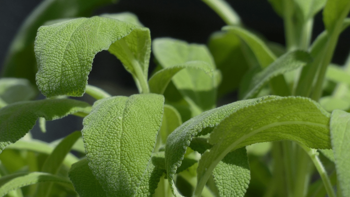 Una planta ayudaría al manejo de la diabetes y pérdida de memoria, según estudios