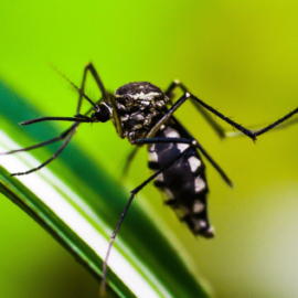 Virus como el dengue poseen un "GPS" interno para propagarse, según estudio