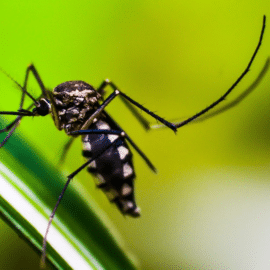 Virus como el dengue poseen un "GPS" interno para propagarse, según estudio