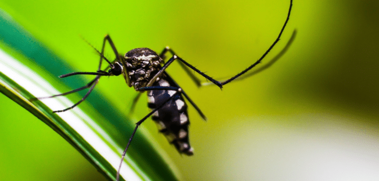 Virus como el dengue poseen un "GPS" interno para propagarse, según estudio