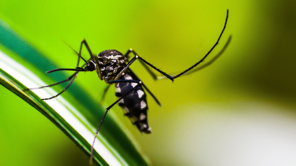 Virus como el dengue poseen un "GPS" interno para propagarse, según estudio